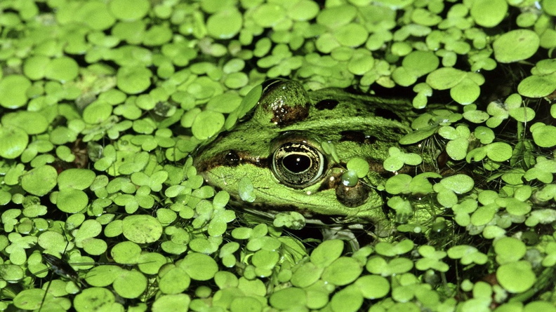 frog camouflage wallpaper Wallpaper 1680x1050[10wallpaper.com]
